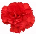 Mini Carnations - Red (bunch of 10 stems)